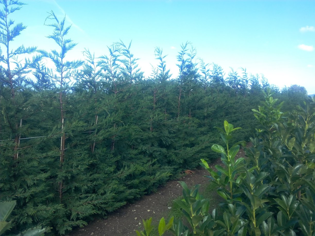 Production d’arbres Haute-Savoie