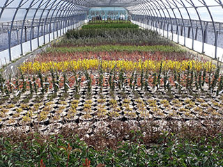 Production de plantes Brenthonne